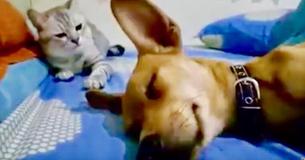 La réaction de ce chat face à un chien qui pète dans son sommeil est hilarante