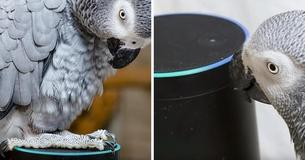 Rocco, The Parrot Has 'Fallen In Love' With Alexa, Can't Stop Ordering From Amazon