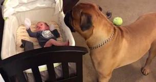 Dog Tries To Cheer Up Crying Baby By Giving Him His Favorite Toy