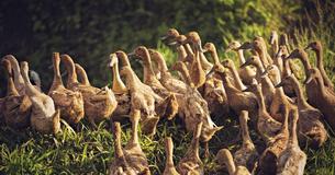 Ducks Instead Of Pesticides? This Ancient Chinese Farming Technique Is Becoming Popular Worldwide