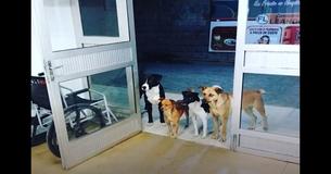 Un sans-abri est admis à l'hôpital et le chien errant dont il avait commencé à s'occuper l'attend devant la porte 