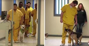 These Dogs Were Trained By Prison Inmates - And Will Now Serve Veterans In Need