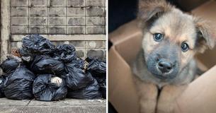 Friends Find Small Puppy Wrapped In Trash Bags And Rescue It From The Cold