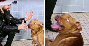 This Man Does Magic For Shelter Dogs And Their Reactions Will Make Your Day