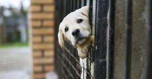 Burglars Steal Little Girls Puppy - And Then They Bring Her Back