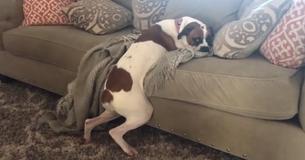 Son maître dit "pas de chiens sur le canapé", mais le chien de la famille réussit à contourner la règle de manière très amusante  