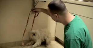 Cette vidéo d'un homme en train de sauver un chien 1 heure avant qu'il soit piqué te briseras le cœur