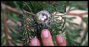 Les experts supplient les jardiniers de chercher des œufs de colibri avant de tailler les arbres