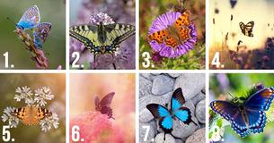 Choose The Most Beautiful Butterfly And Discover Incredible Secrets Of Your Personality…