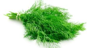 Dill: Uses And Health Benefits