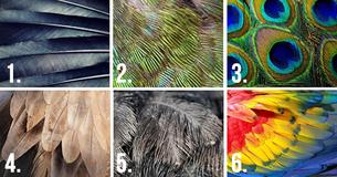 Choose A Feather And It Will Reveal Some Hidden Traits Of Your Personality