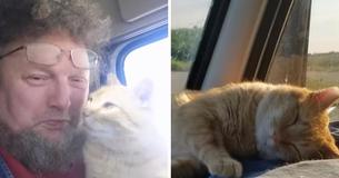 Stray Cat Adopted By A Lonely Truck Driver Accompanies Him On The Road Now