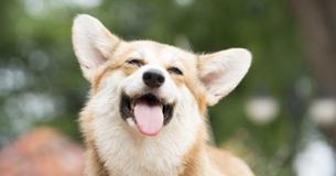 Having A Dog Is Good For You: Here Are The Proven Health Benefits