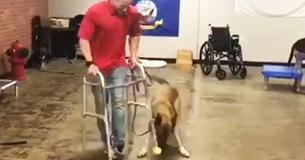 Un berger allemand  particulièrement enthousiaste devient l'idole d'Internet après avoir échoué le test pour devenir chien guide