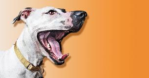 8 cosas que los perros intentan decirte cuando están ladrando y por qué no debes castigarlos