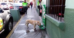 Des "stations" spéciales installées par la police sauvent des chiens errants et Internet applaudit