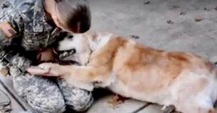 L'accueil émouvant d'une chienne à sa propriétaire qui rentre à la maison après une longue absence