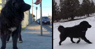 Giant Black Street Dog Gets Finally Rescued And Shows A Beautiful Reaction To His New Snowy Home