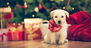 Every Last Puppy From Litter Thrown Out Of Moving Vehicle On Christmas Day Had Been Adopted