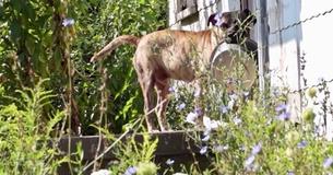 Streunender Hund trägt seinen Futternapf überall hin mit sich und hofft, dass ihn jemand füttert