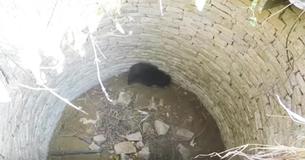 Man Hears Crying From Well — Then Finds Someone Who Needs His Help