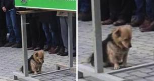 Heartbroken Dog Returns To His Best Friend's Grave Every Single Day