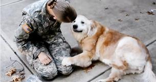 Moment 13-Year-Old Golden Retriever Is Reunited With Owner Is Melting Everyones Heart