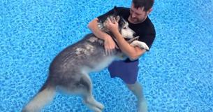Man was niet bereid zijn verlamde Husky op te geven en brengt hem in het zwembad - het resultaat zal je tot tranen toe roeren