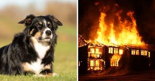 Dog Finds Missing 'Family Member' Under Floorboards Two Months After Tragic Fire In Home