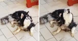 De politie bevestigt de identiteit van de vermiste Husky door te zien of de hond kan zingen op het muziekje van zijn favoriete televisieshow