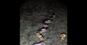 Poisonous Toads Hitch A Ride On Python To Escape Flood