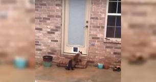 Nachdem Papa stundenlang kämpft, um die Katzentüre zu installieren, hat die Katze das letzte Lachen im urkomischen Video