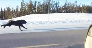 Woman Films Wild Wolves Racing Her Car