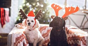 Alarmed Veterinarian Not Willing To Honor Owner's Request To Put Down Two Perfectly Healthy Dogs