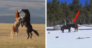 De reactie van een wild paard dat herenigd wordt met partner die hij lang niet heeft gezien is spectaculair