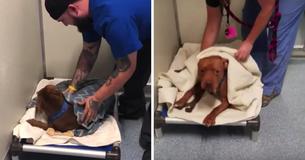 Tierheimhund besteht darauf, dass ihn Mitarbeiter jeden Abend zudecken