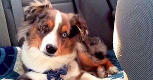Das musst Du sehen: Schlafender Hund hört sein Lieblingslied und fängt an mitzusingen.