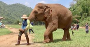 Hartverwarmende beelden van olifant die naar verzorgster gaat en haar naar de baby leidt, op camera vastgelegd