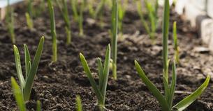 Why Buy Garlic At The Store? Here's How You Can Grow Garlic Right At Home