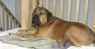 Twee kamergenoten worden wakker en zien hun mastiff van 70 kilo bovenop een 'gezichtsloze' vreemde liggen