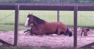 Baby Goats Spot Resting Horse And Within Moments It Becomes A Comical Scene Captured On Film