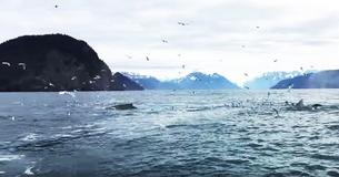 Man's Filming Swarm of Seagulls When Unexpectedly Records Mind Blowing One in a Million Moment