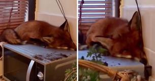 Une famille se réveille et trouve un renard qui dort sur son four à micro-ondes