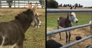 Baby Donkey's Sad Missing His Mom Only To Have The Most Adorable Reaction When He Looks Through Gate