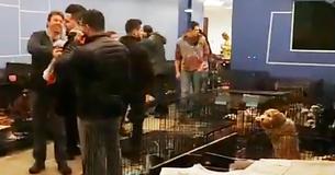 People Form Human Chain To Rescue 86 Dogs From Fire At A Pet Store