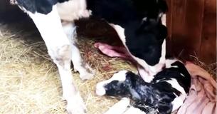 Une vache gestante s'échappe d'un camion en route vers un abattoir  pour accoucher et devenir mère