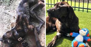 Four Dog Transformation Tales That Will Melt Every Pet Owner’s Heart