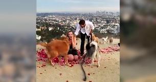 Laura Stampler & Maurice Goldstein's Engagement Combines 16 Dogs, Disney Songs, & An Incredible View