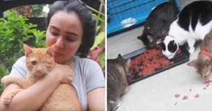 Woman Rescues 158 Cats From Streets Of Indonesia And Dedicates Her Life To Help Them
