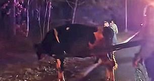 Cow Escapes Truck On Way To Slaughterhouse Making Headlines When Rescuer Discovers A Secret She’s Been Keeping